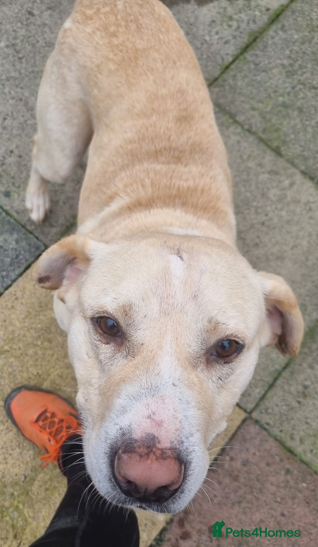 Mixed Breed dogs for adoption: Meet Gary – The Big, Gentle Goofball  - Image 3