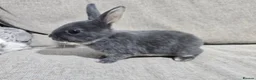 Rex rabbits for sale: Beautiful Purebred Rex Rabbits Babies - Advert 7