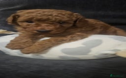 Toy Poodle dogs for sale: Deep red gorgeous Toy poodle boy - Image 4
