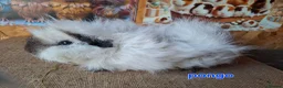 Guinea Pig rodents for sale: Lunkarya  - Advert 6