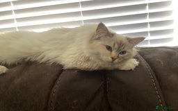 Ragdoll cats for sale: Beautiful GCCF Female Ragdoll - Image 6