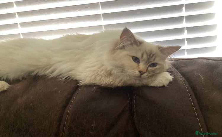 Ragdoll cats - Advert 6
