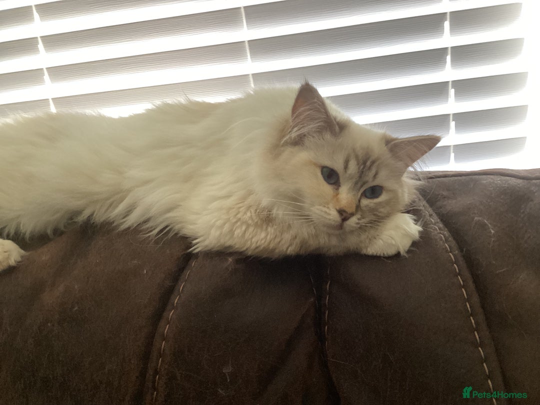 Ragdoll cats for sale: Beautiful GCCF Female Ragdoll - Image 6