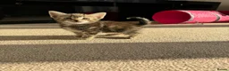 Mixed Breed cats for sale: 3 beautiful kittens in Great Yarmouth - Advert 3