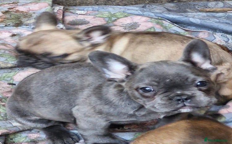French Bulldog dogs - Advert 8