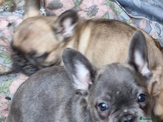 French Bulldog dogs - Advert 36