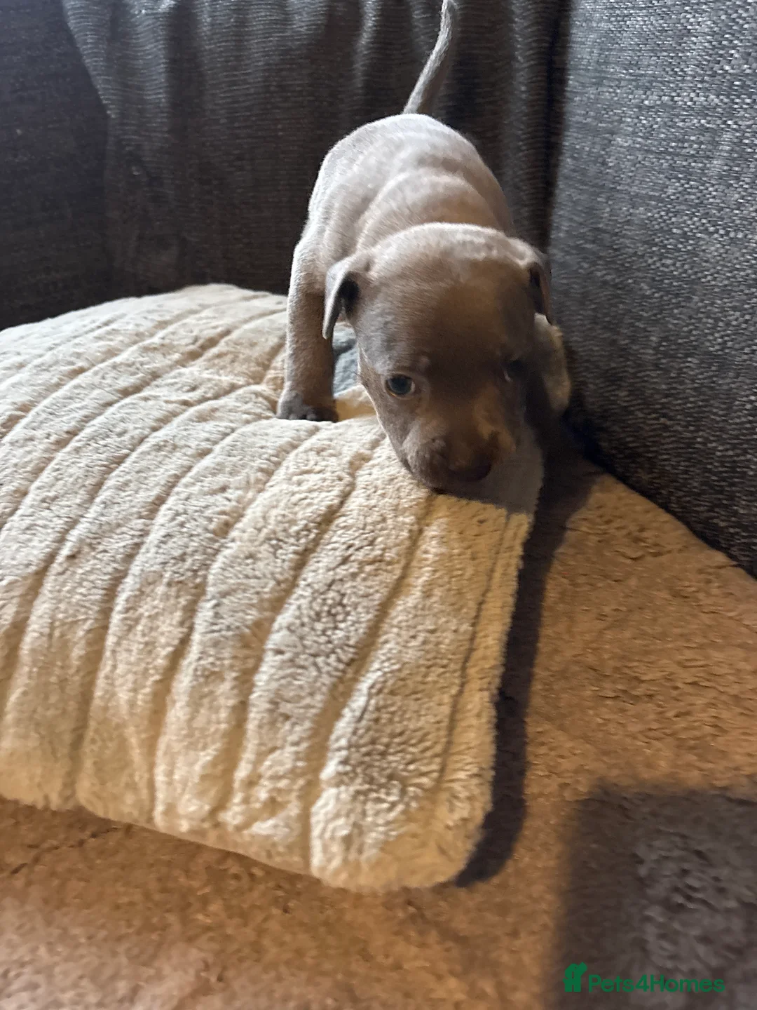 Staffordshire Bull Terrier dogs for sale: Beautiful litter of Staffordshire bull terrier  - Advert 10