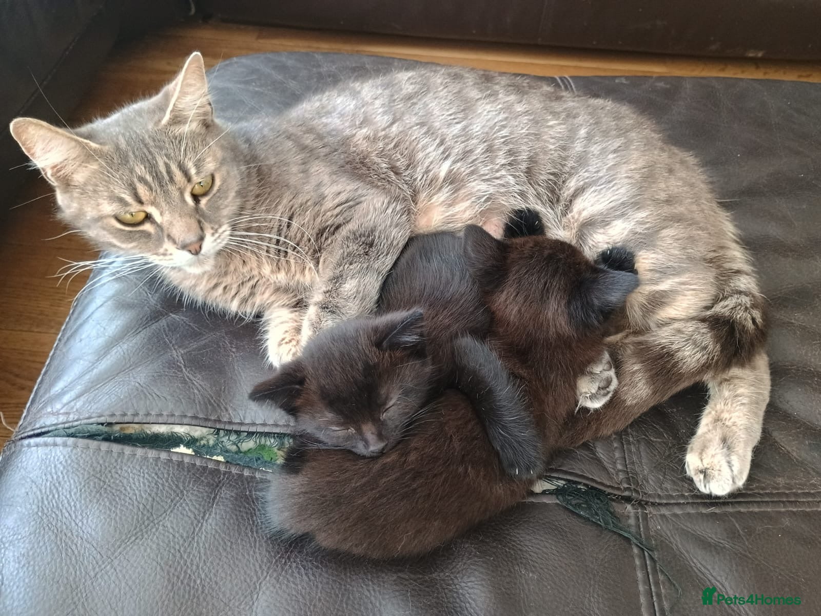 Mixed Breed cats for sale: 2 lovely female black kittens - Advert 14