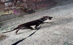 Sprocker dogs for sale: 2 year old Sprocker  - Image 7