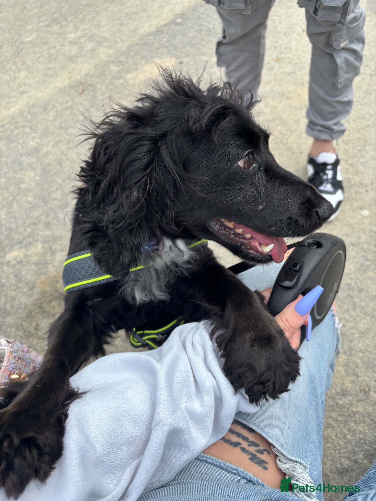 Cocker Spaniel dogs Loving spaniel needs a home  - Advert 1