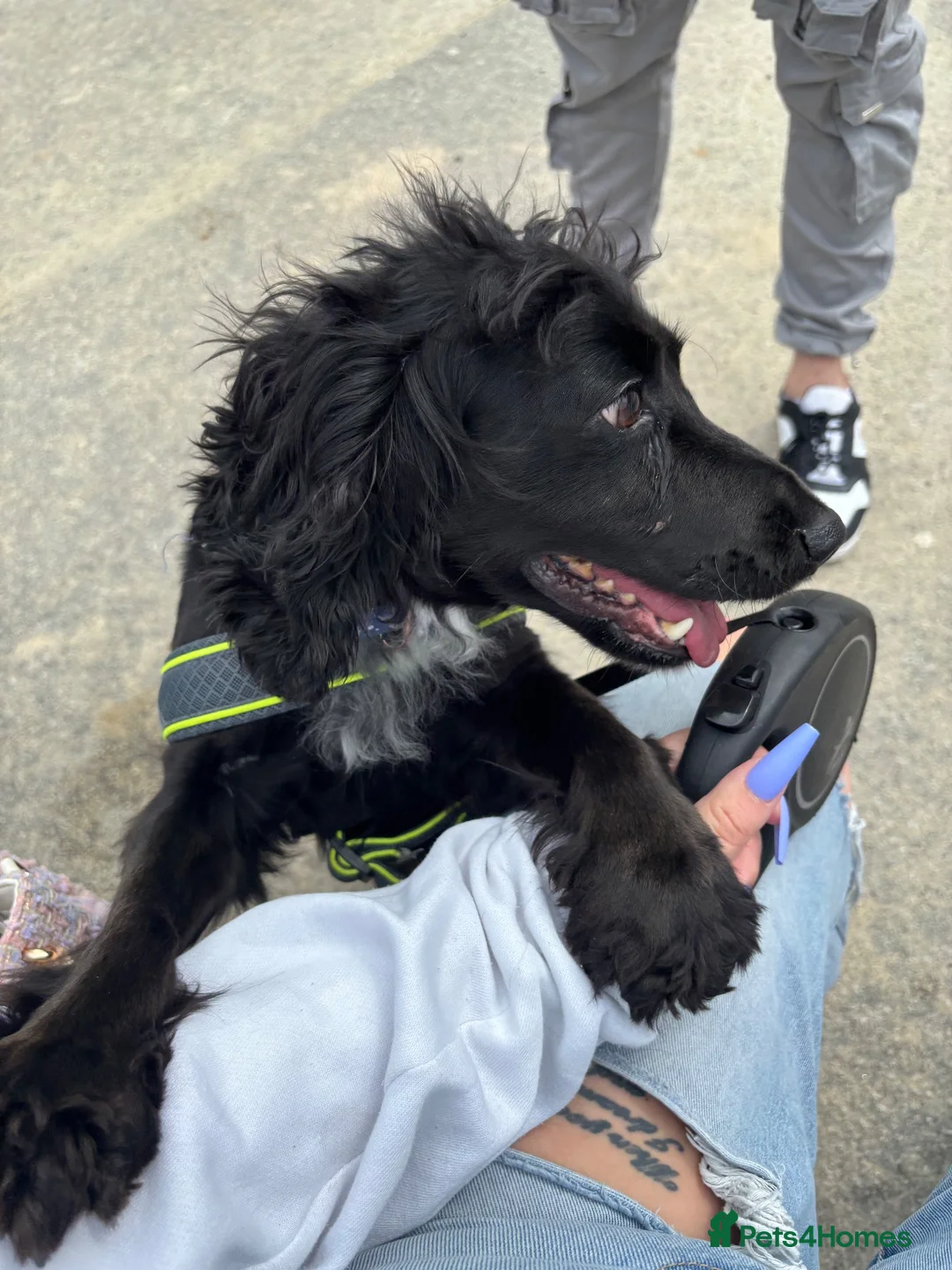 Cocker Spaniel dogs for sale: Loving spaniel needs a home  in Gloucester - Advert 1