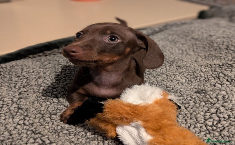 Miniature Dachshund dogs - Advert 5
