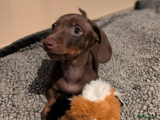 Miniature Dachshund dogs - Advert 33