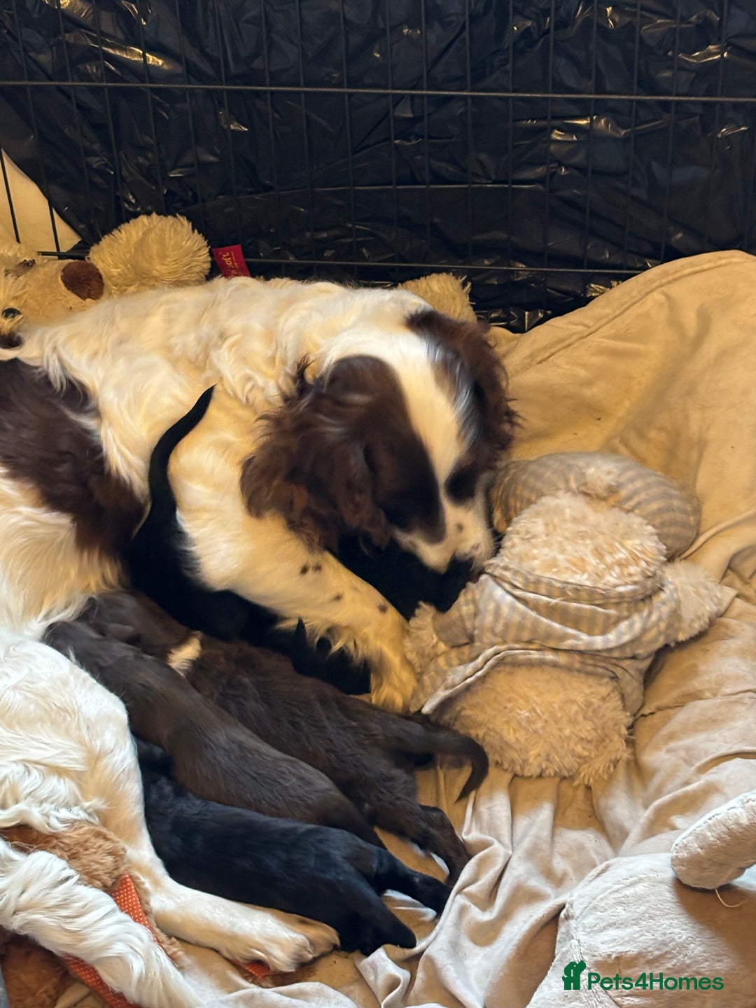 Cocker Spaniel dogs for sale: Working type cocker spaniel puppies  - Image 11