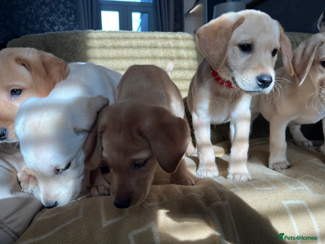 Labrador Retriever dogs for sale: Stunning Labrador pedigree puppies  - Advert 4