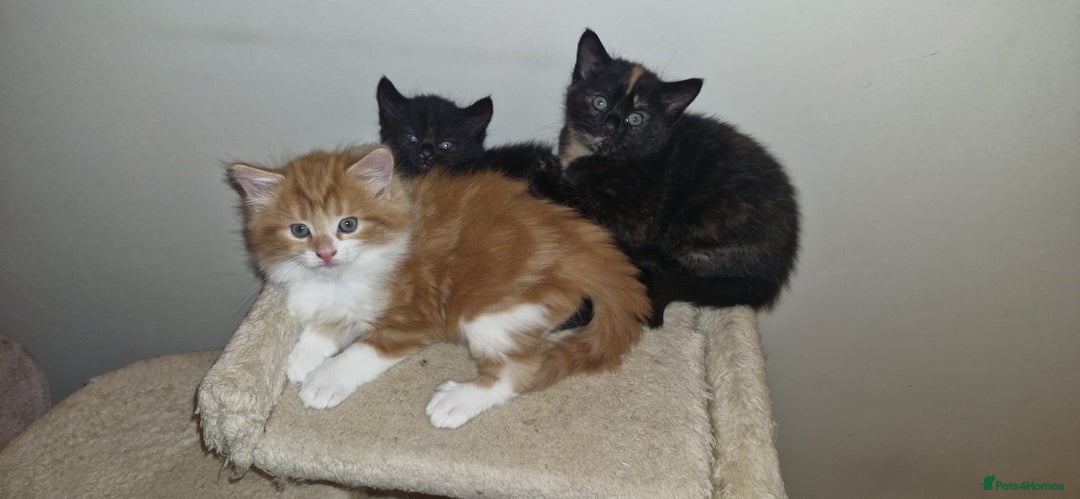 Mixed Breed cats for sale: Adorable kittens  - Image 11