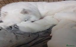 Samoyed dogs for sale: Pedigree Samoyed puppies - Image 4