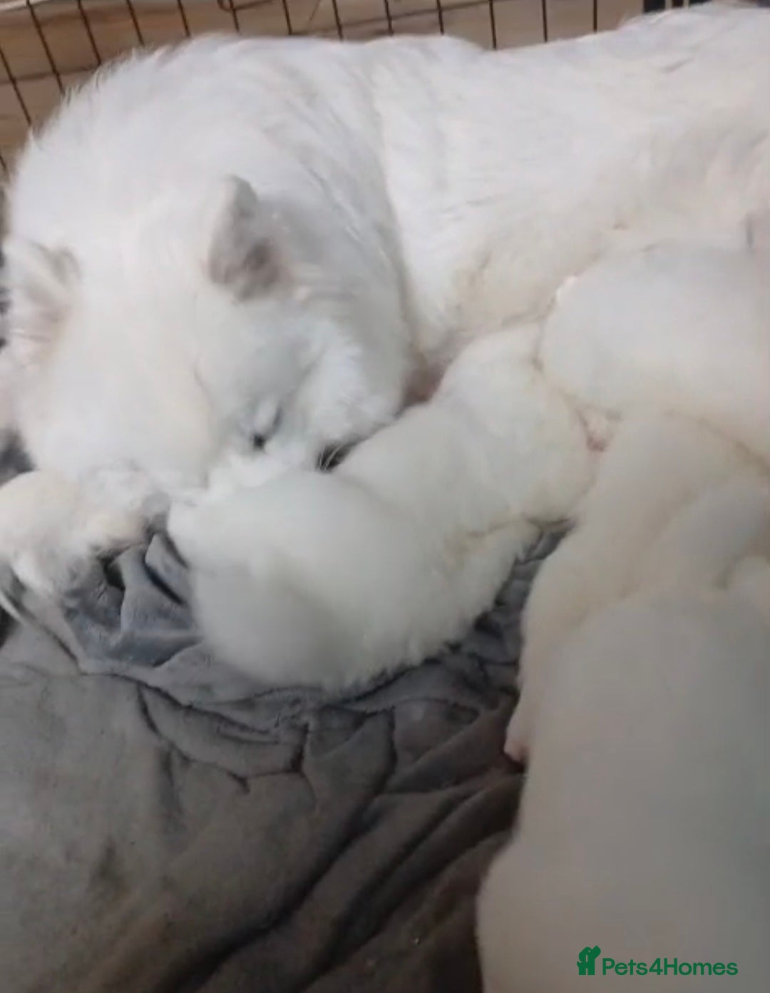Samoyed dogs for sale: Pedigree Samoyed puppies - Image 4