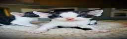 Devon Rex cats for sale: Devon Rex Kittens GCCf Registered Champions - Advert 7