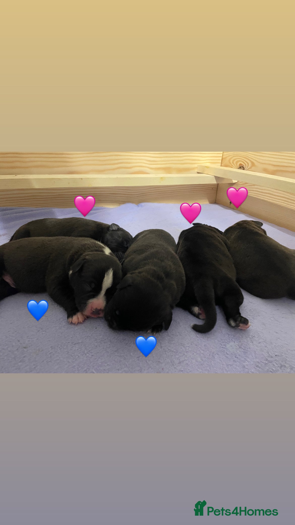 Staffordshire Bull Terrier dogs Staffordshire Bull Terrier Pups 💙🩷 - Advert 1