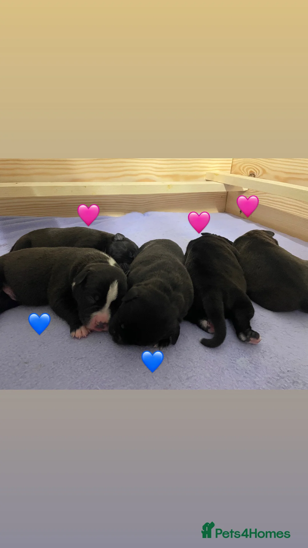 Staffordshire Bull Terrier dogs for sale: Staffordshire Bull Terrier Pups 💙🩷 - Advert 1