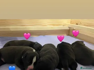 Staffordshire Bull Terrier dogs Staffordshire Bull Terrier Pups 💙🩷 - Advert 1