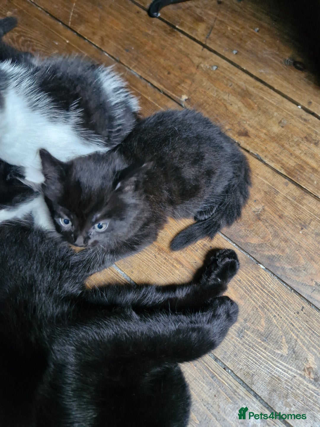 Mixed Breed cats for sale: Kittens  - Image 5