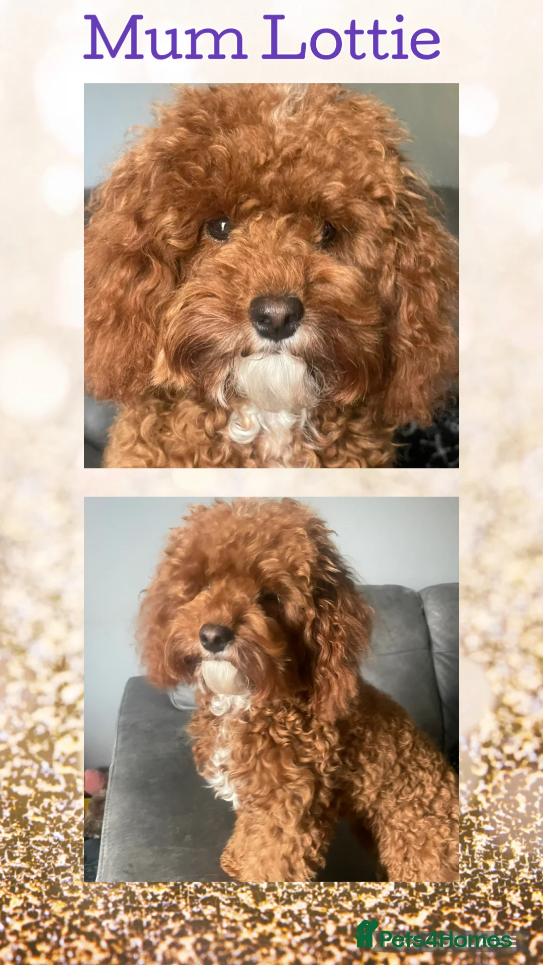 Cavapoo dogs for sale: BEAUTIFUL TOY CAVAPOO PUPPIES DNA TESTED PARENTS - Advert 2