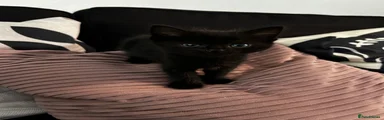 Black Fur 1