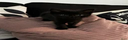 British Shorthair cats for sale: 3 Male Black / Black White Kittens in Brighton - Advert 2