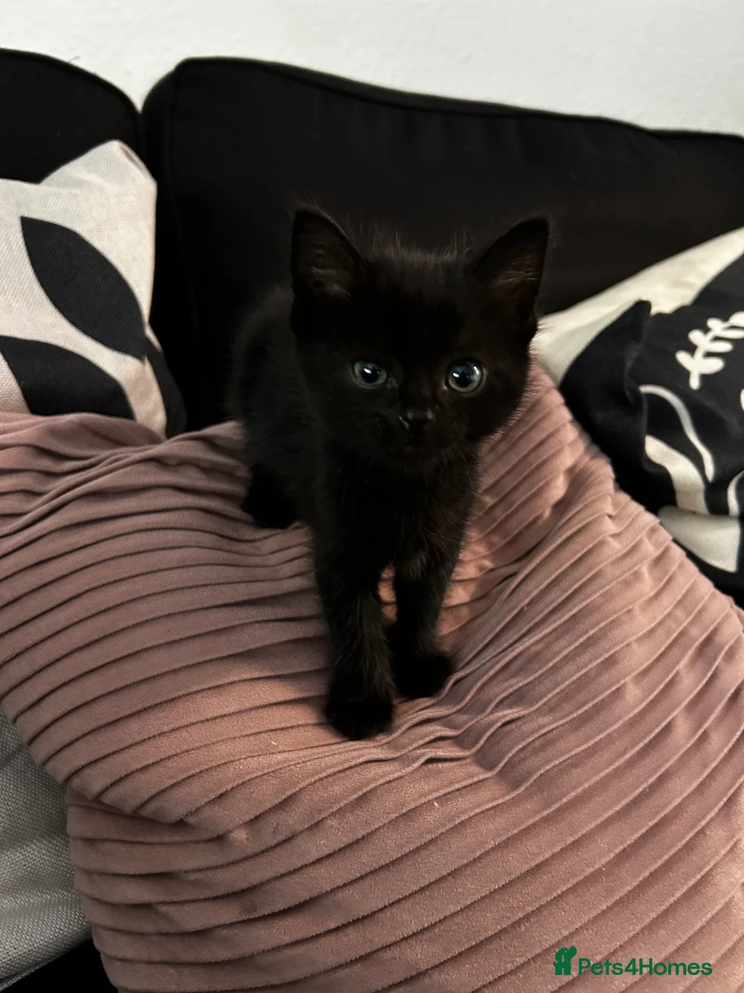British Shorthair cats for sale: 3 Male Black / Black White Kittens in Brighton - Advert 2