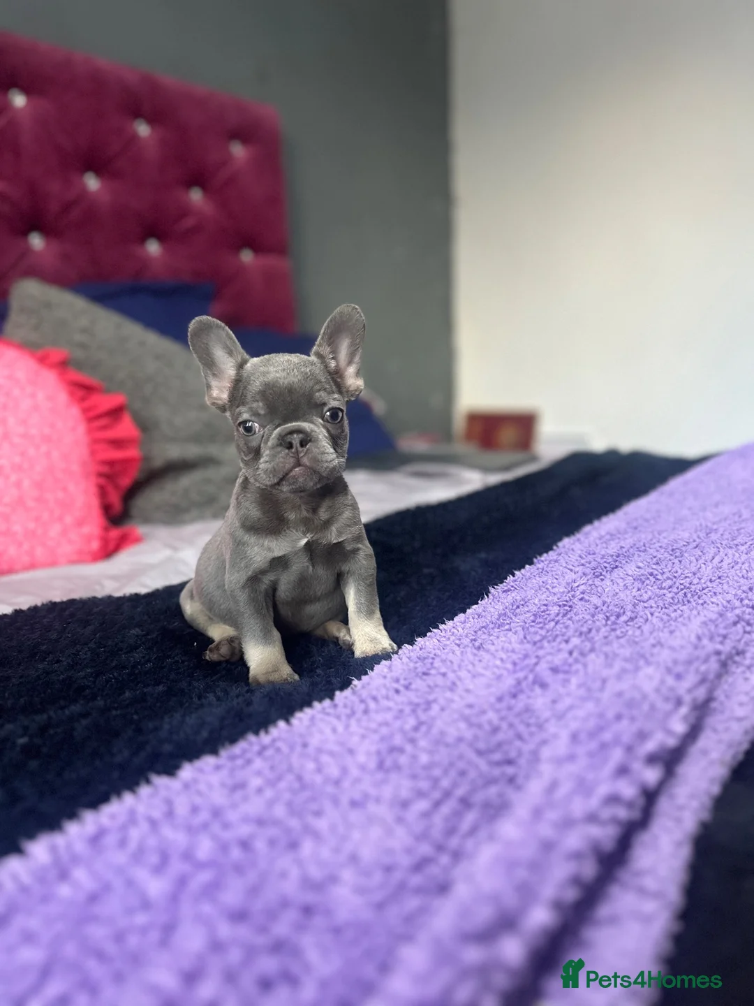French Bulldog dogs for stud: Lilac and tan French bulldog stud carry Isabella - Advert 2
