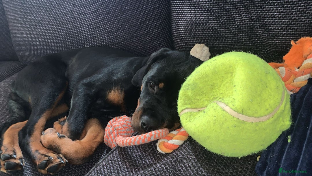 Rottweiler dogs for sale: 22 Week old female Rottweiler  - Advert 9