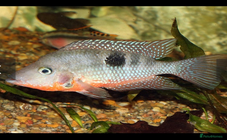 Cichlids fish - Advert 17