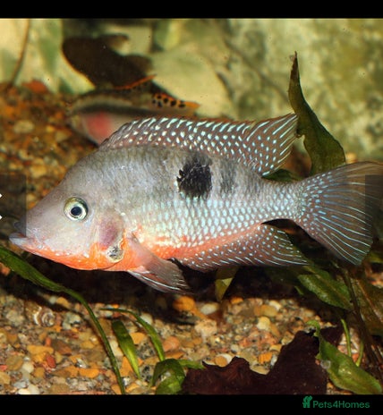 Cichlids fish - Advert 5