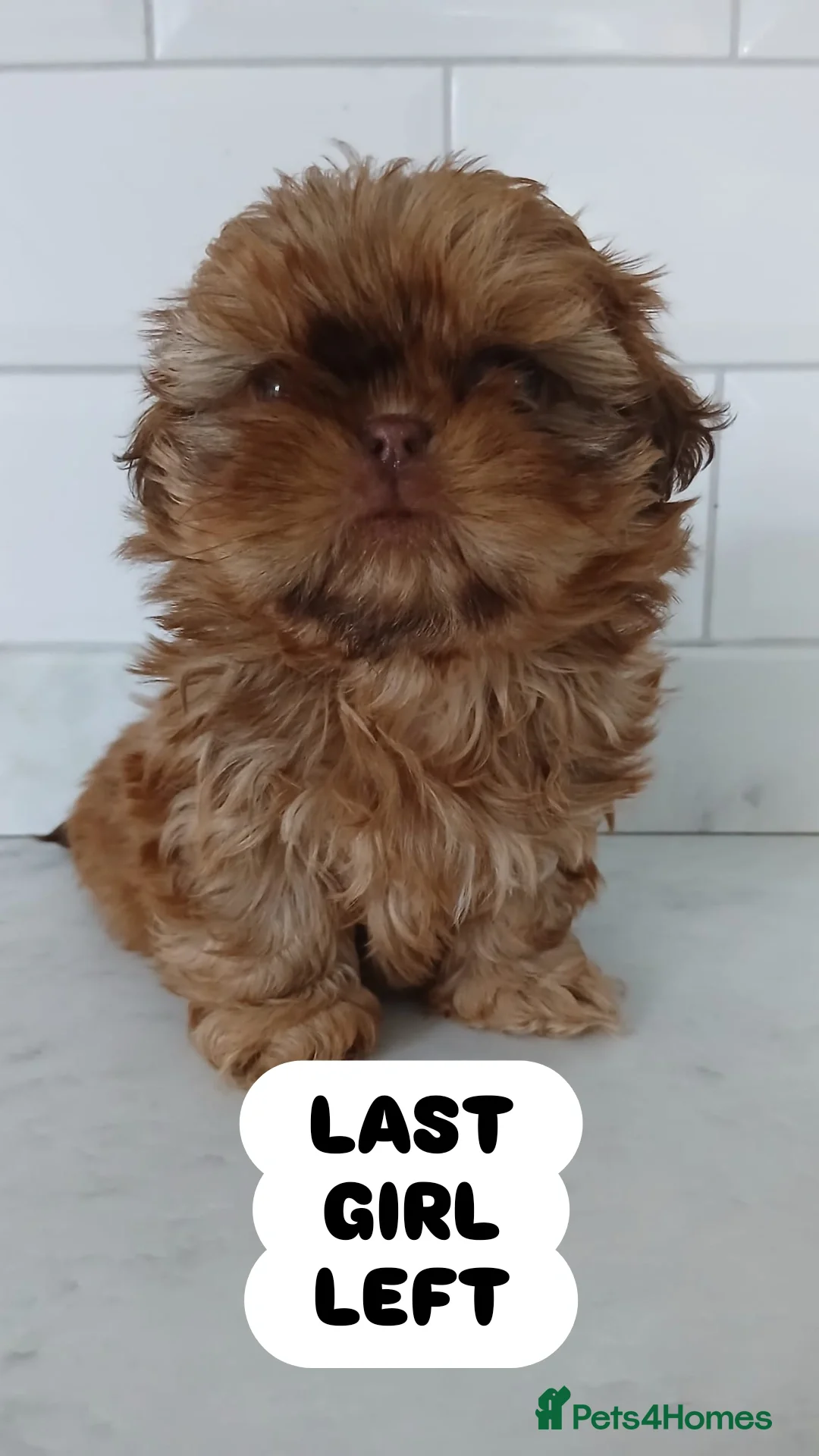 Shih Tzu dogs ☯️ LAST CHOC ORANGE KC REG IMPERIAL GIRL LEFT ☯️ - Advert 5