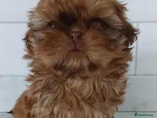 Shih Tzu dogs ☯️ LAST CHOC ORANGE KC REG IMPERIAL GIRL LEFT ☯️ - Advert 5