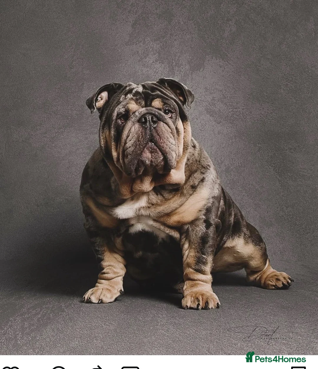 English Bulldog dogs for sale: English bulldog puppies for sale  - Advert 2