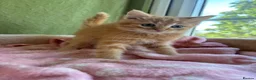 Ragdoll cats for sale: Sweet Ragdoll x angora - Advert 34