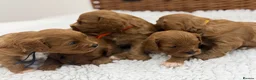 Cavapoo dogs for sale: F1 Health Tested Toy Cavapoos - Advert 6