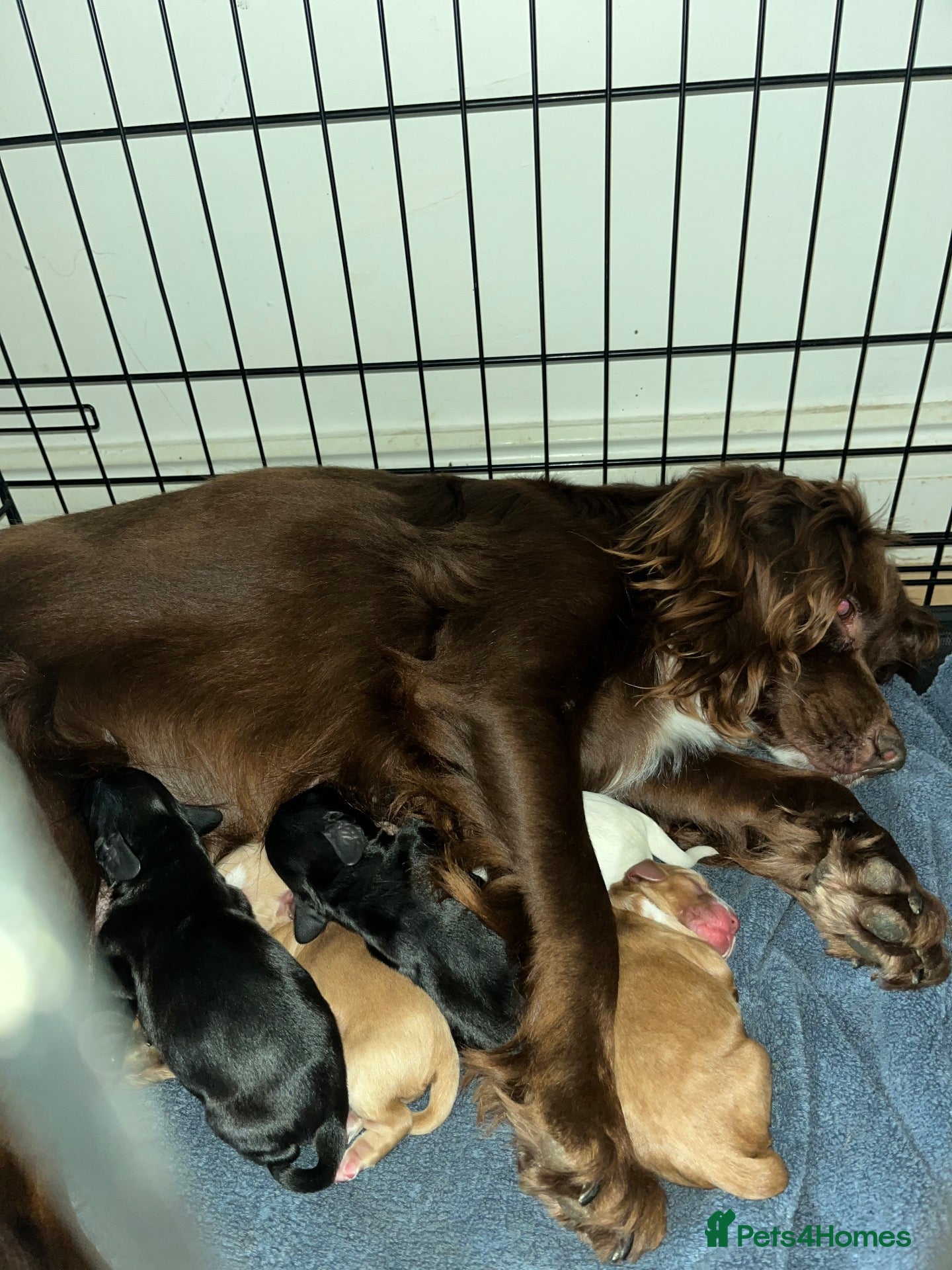Cocker Spaniel dogs for sale: Working cocker pups  - Advert 19