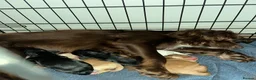 Cocker Spaniel dogs for sale: Working cocker pups  - Advert 2