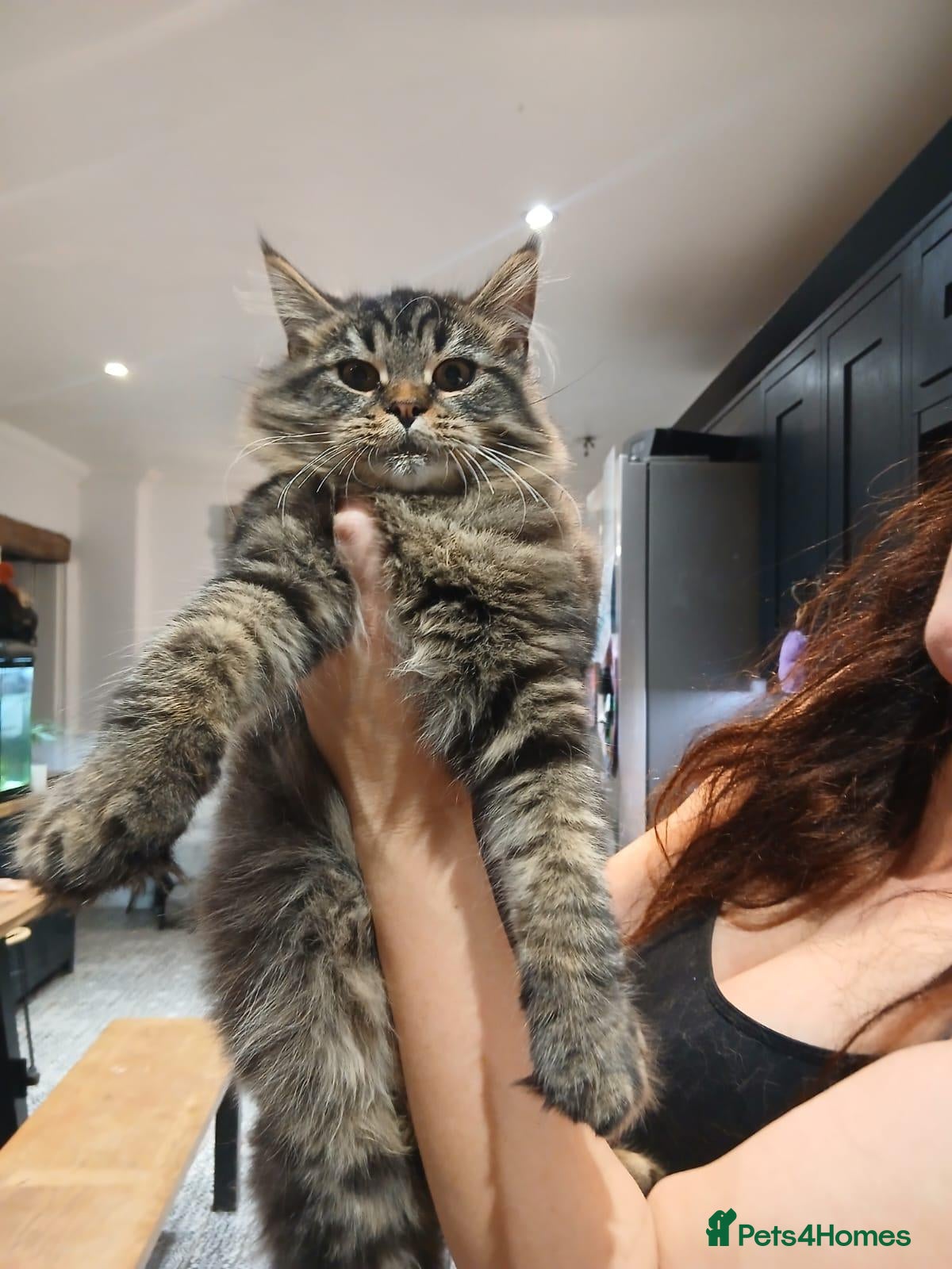 Maine Coon cats for sale: one gorgeous Maine Coon kitten remanding.  - Advert 2