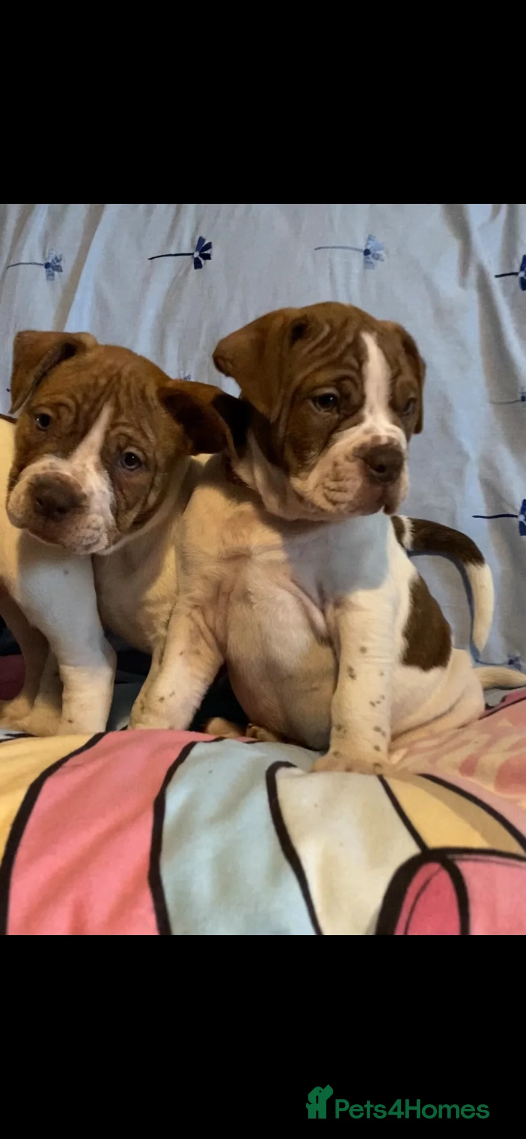 Alapaha Blue Blood Bulldog dogs for sale: 4 left absolute quality - Advert 16