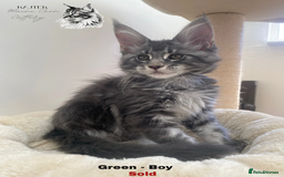 Maine Coon cats for sale: Xxl Maine coons  - Image 9