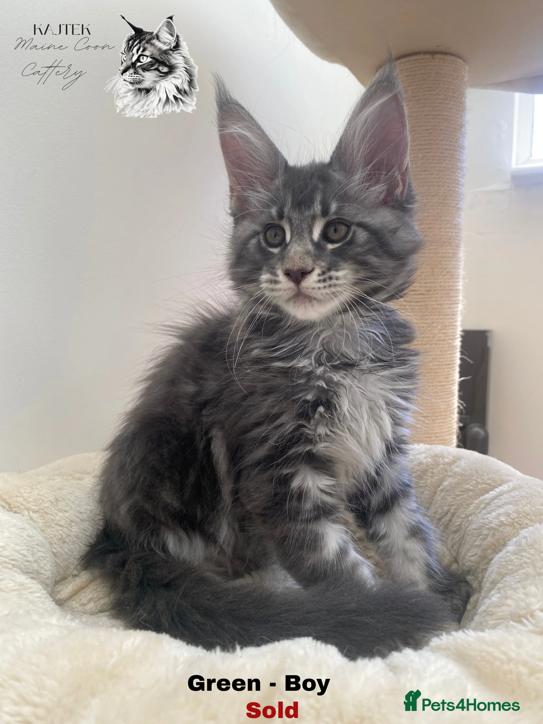 Maine Coon cats for sale: Xxl Maine coons  - Image 9
