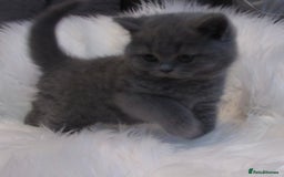 British Shorthair cats for sale: GCCF CHAMPION SIRED BRITISH SHORTHAIR - Image 1
