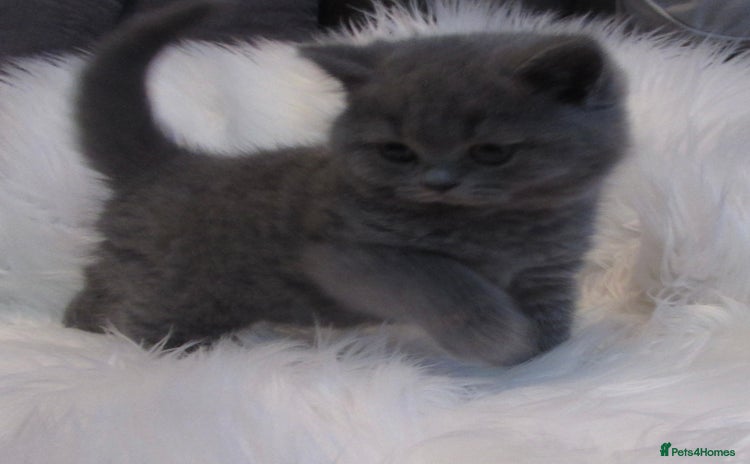 British Shorthair cats - Advert 2