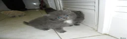 Mixed Breed cats for sale: 8 BEAUTIFUL KITTENS LOOKING FOR LOVING HOMES - Advert 13