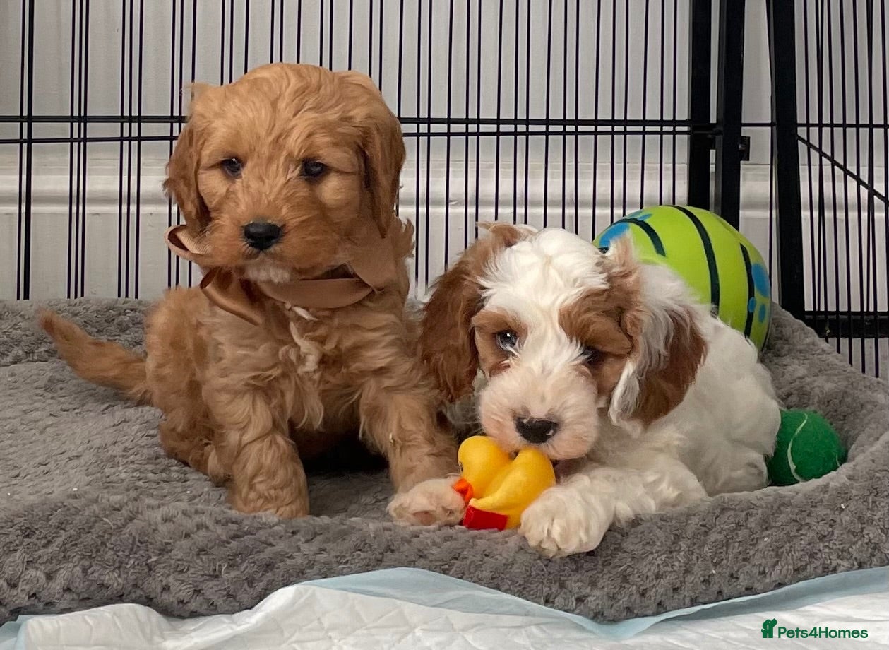 Cavapoo dogs 🐩🐶🐾FULLY HEALTH CLEAR F1 CAVAPOO🐾🐶🐩  - Advert 5